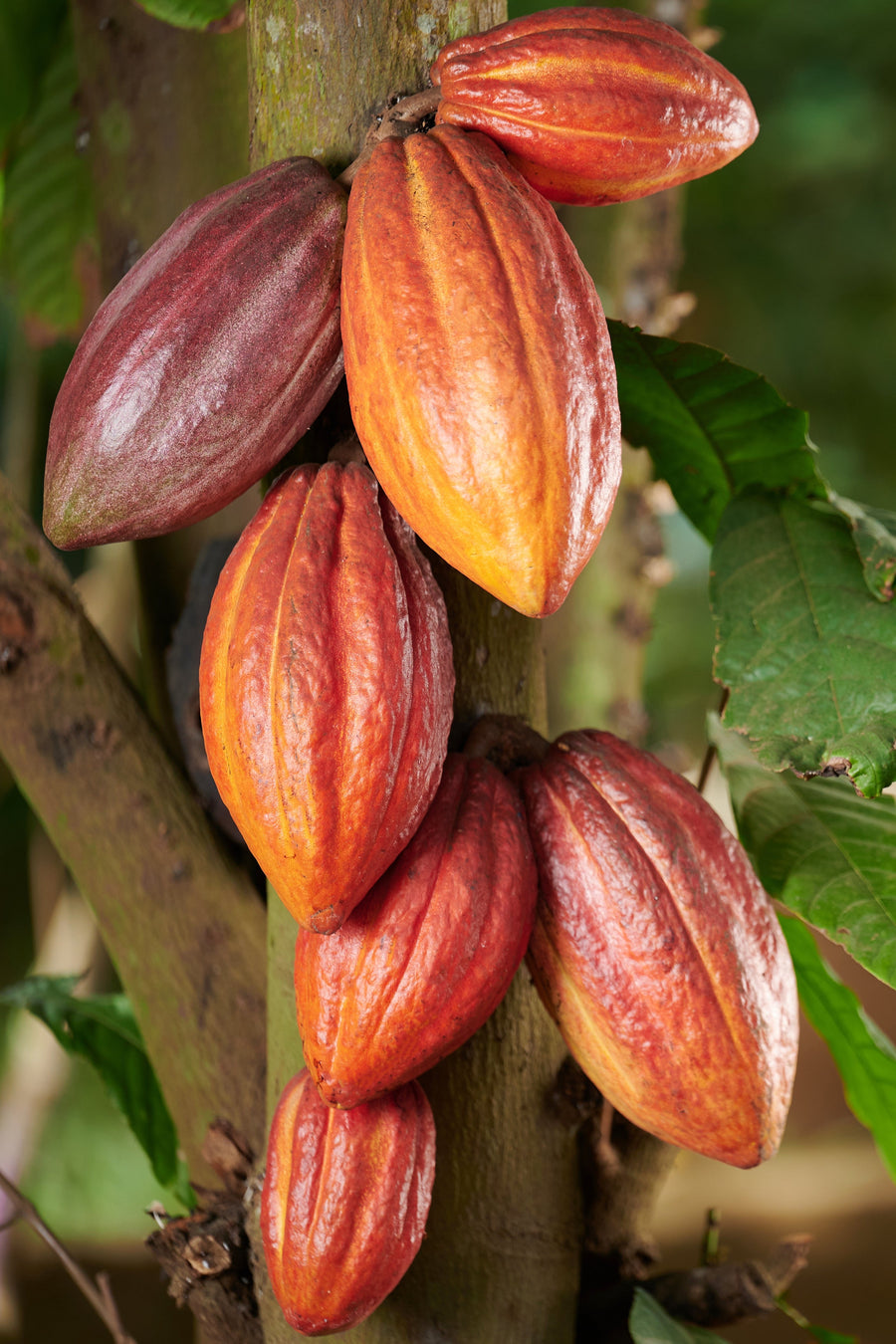 Cocoa fruits hanging from a tree with a blurred background